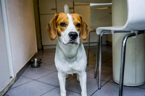 Beagle dog posing Stock Photos