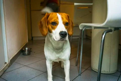 Beagle dog posing Stock Photos