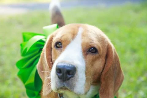 Beagle dog present Stock Photos