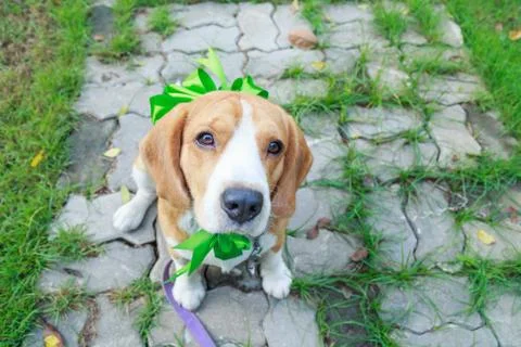 Beagle dog present Stock Photos