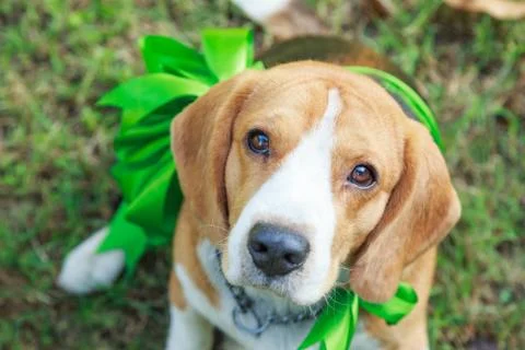 Beagle dog present Stock Photos