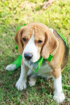 Beagle dog present Stock Photos