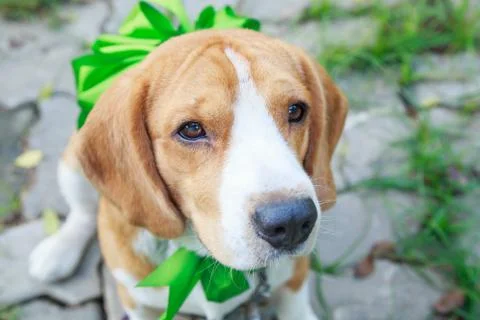 Beagle dog present Stock Photos