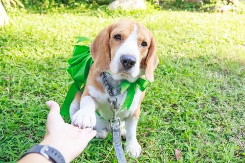 Beagle dog present Stock Photos