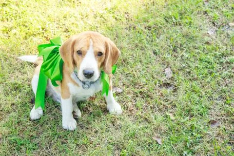 Beagle dog present Stock Photos