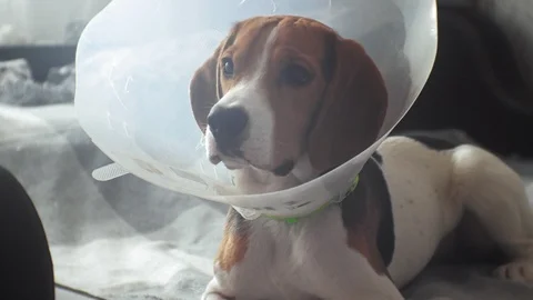 Beagle dog in a protective collar, sick Vídeos de archivo 105986599