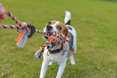 A beagle dog pulls a rope and plays tug-of-war with his master. A dog plays tug Stock-Fotos