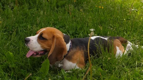 Beagle dog rest in tall grass Stock Footage 91395036