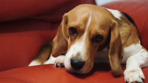 Beagle dog is resting on the couch. Stock Footage 87185622