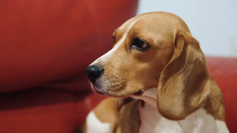 Beagle dog is resting on the couch. Video stock 87185629