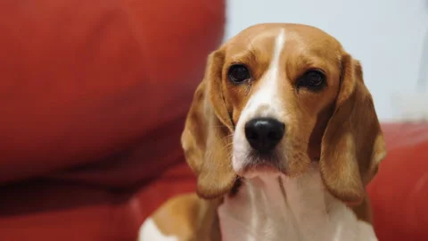 Beagle dog is resting on the couch. Stock Footage 87185883