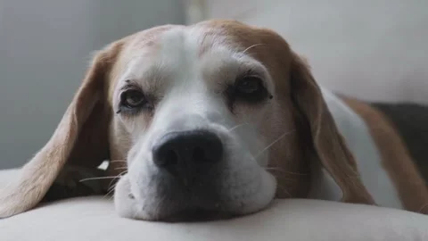 Beagle Dog Resting Head on Pillow Looking Tired and Sleepy in Cozy Living Room Stock Footage 343321773