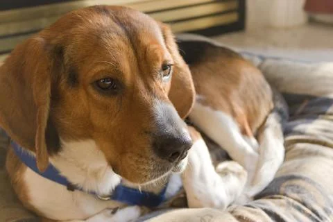 Beagle Dog Resting Stock Photos