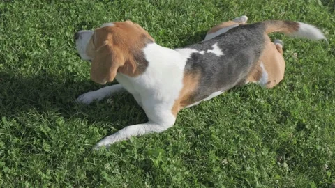 Beagle dog rolling on the grass scratching his back. Stock Footage 156415647