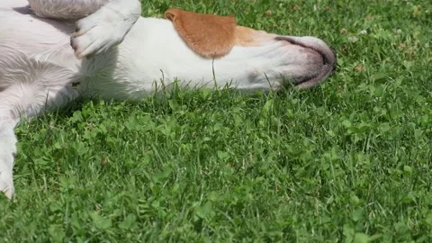 Beagle dog rolling on the grass scratching his back. Stock Footage 156604070