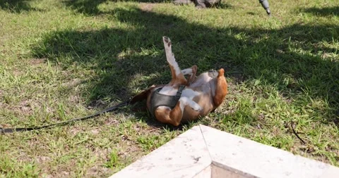 Beagle dog rolling in the grass summer warm weather joy 스톡 동영상 243687938