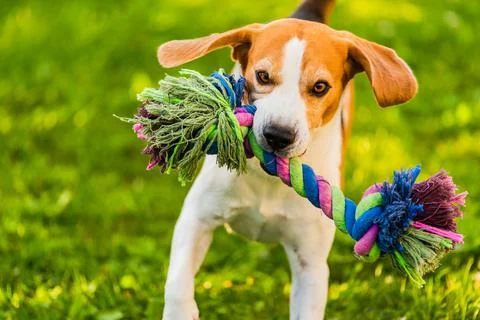 Beagle dog run outside towards the camera with colorful toy. Stock Photos