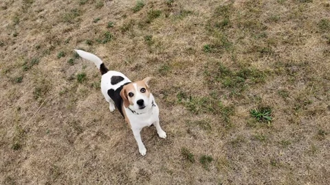 Beagle dog running and playing in dry grass field from above Stock Footage 342879193