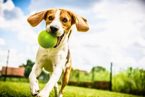 Beagle dog running Stock Photos