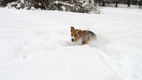 Beagle Dog Running through High snow in winter forest Stock Footage 148823980