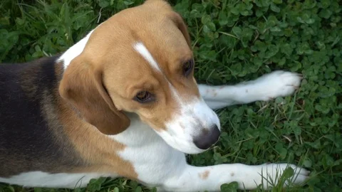 Beagle dog sat down on a grass looking towards camera slow motion Stock Footage 111392013
