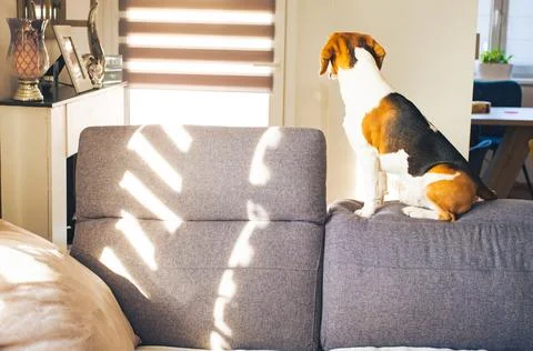 Beagle dog sit on the top of sofa in bright room Stock Photos