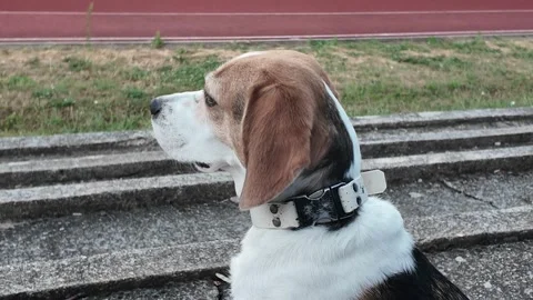 Beagle dog sitting on concrete steps looking attentively towards the distance Stock Footage 340631290