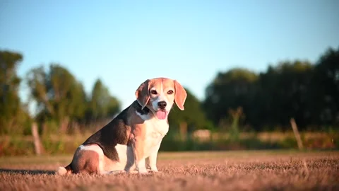 Beagle dog sitting in a meadow on the background of beautiful sunset Stock Footage 203853622