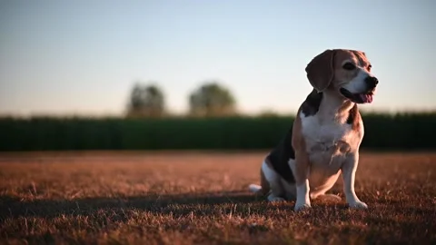 Beagle dog sitting in a meadow on the background of beautiful sunset Stock Footage 203853631