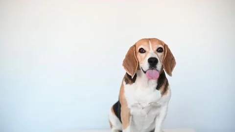 Beagle dog sitting on white background Stock Footage 203944869