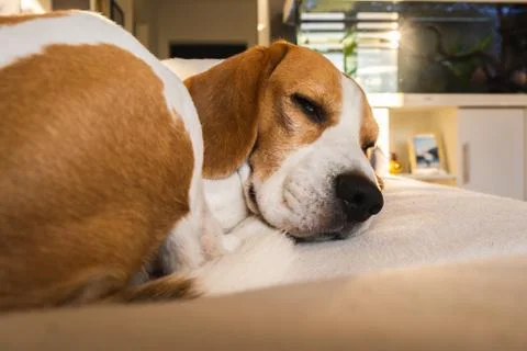 A beagle dog sleeping on couch in bright interior. Stock Photos