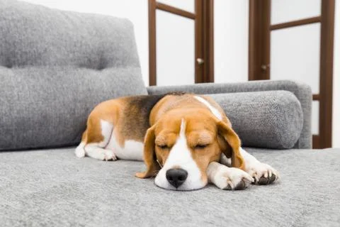 Beagle dog sleeping on couch Stock Photos
