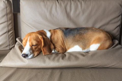Beagle dog sleeping Stock Photos