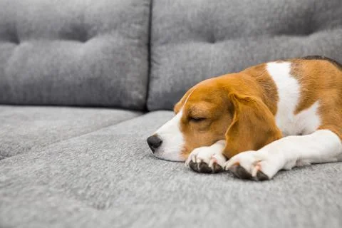 Beagle dog sleeping Foto stock