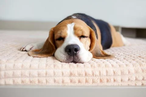 A beagle dog sleeps on a bed on a gray blanket Stock Photos