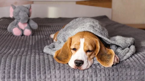 A beagle dog sleeps on the bed under a gray knitted blanket Stock Footage 294934775