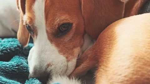 Beagle dog sleeps on sofa in curl position. Stock Footage 145265970
