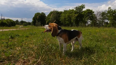 Beagle dog sniff grass in summer park Stock Footage 91433878