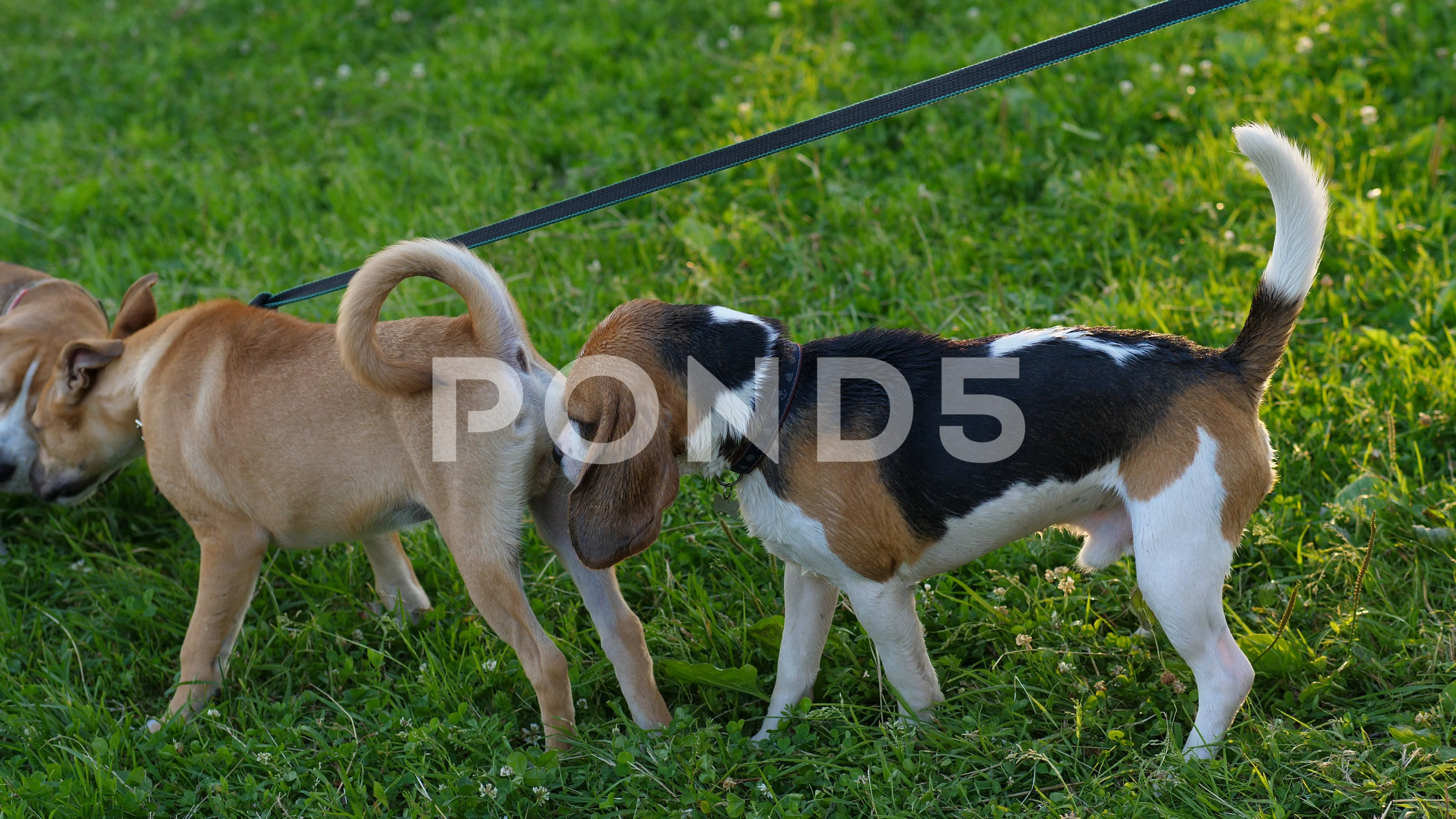 Sniff Beagle