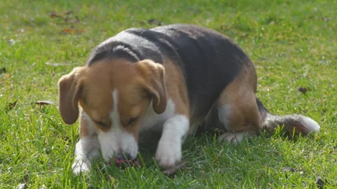 Beagle dog sniffing green grass outdoors close up Stock Footage 344948809