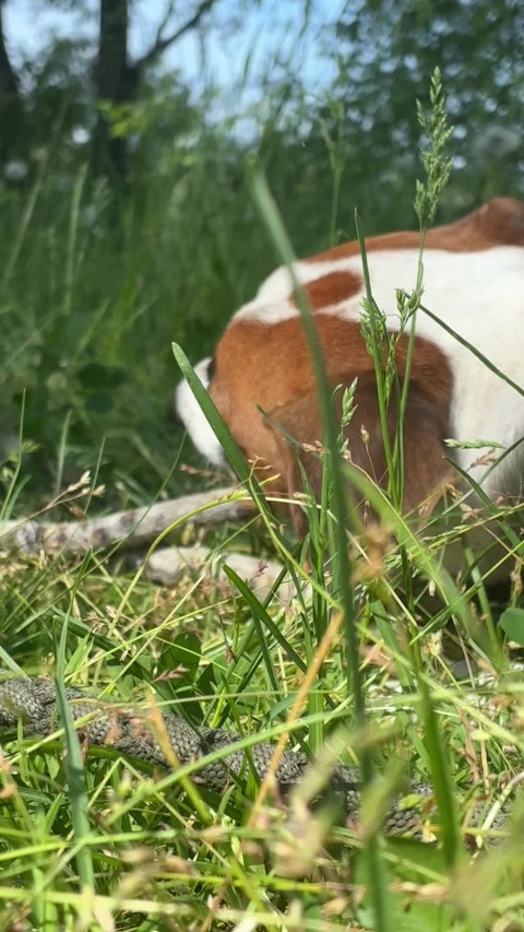 Beagle Dog Sniffs Grass Snake Stock Footage 337006257
