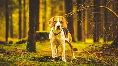 The beagle dog standing in autumn forest. Portrait with shallow background Stock Photos