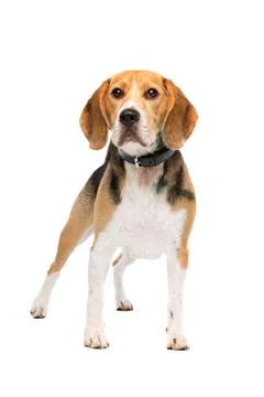 Beagle dog standing Stock Photos