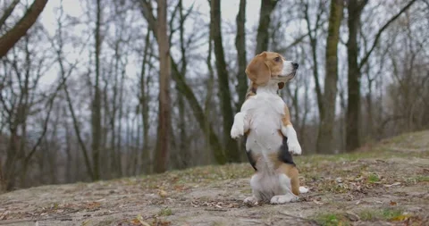 Beagle dog standing on two legs at the park outdoors and outside. Looks at the Stock Footage 168557794