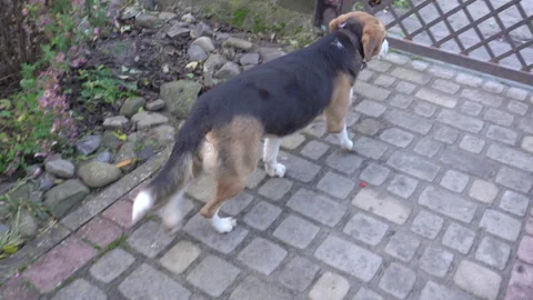 A beagle dog stands on a paved path Video stock 328490857