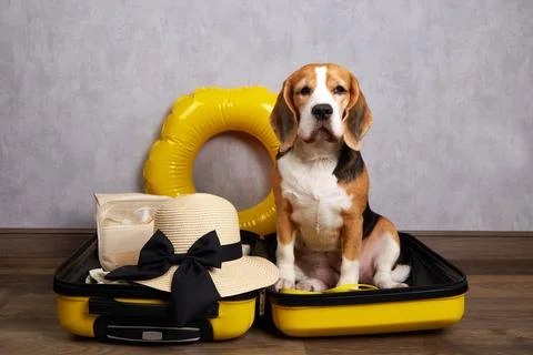 A beagle dog in a suitcase with things and accessories for a summer vacation Stock Photos