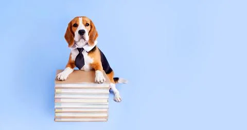 A beagle dog in a tie on a stack of books on a blue isolated background. 写真素材