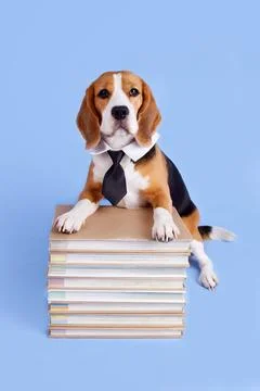 A beagle dog in a tie on a stack of books on a blue isolated background. A... Fotos de archivo