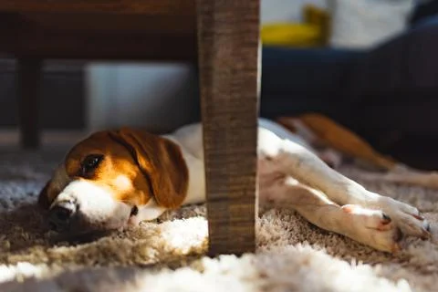 Beagle dog tired lying down under a table on the carpet floor. Adorable canin Stock Photos