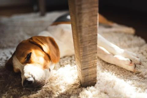 Beagle dog tired lying down under a table on the carpet floor. Adorable canin Stock Photos